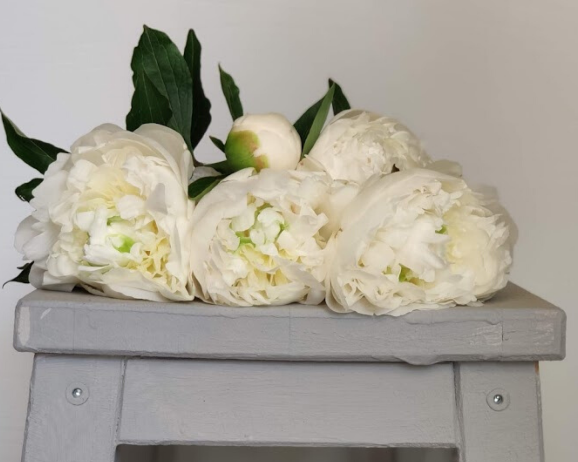 laurorafloreale.it-flower therapy-peony laurorafloreale.it-flower therapy-peony